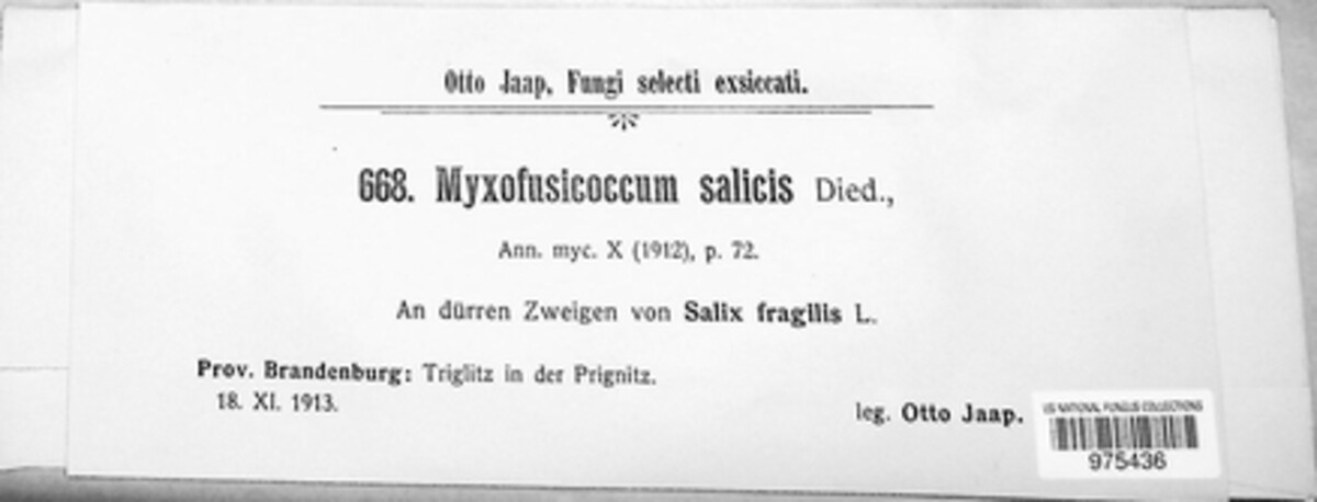 Myxofusicoccum salicis image